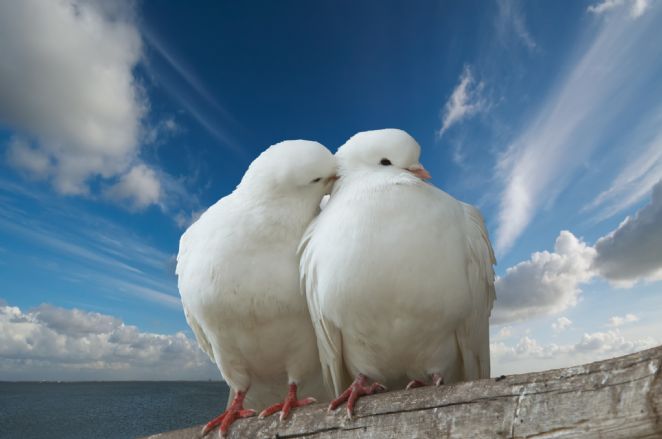 Communicatieadviseur: advies nodig bij uw communicatie? Communicatieadviseur: advies nodig bij uw communicatie?