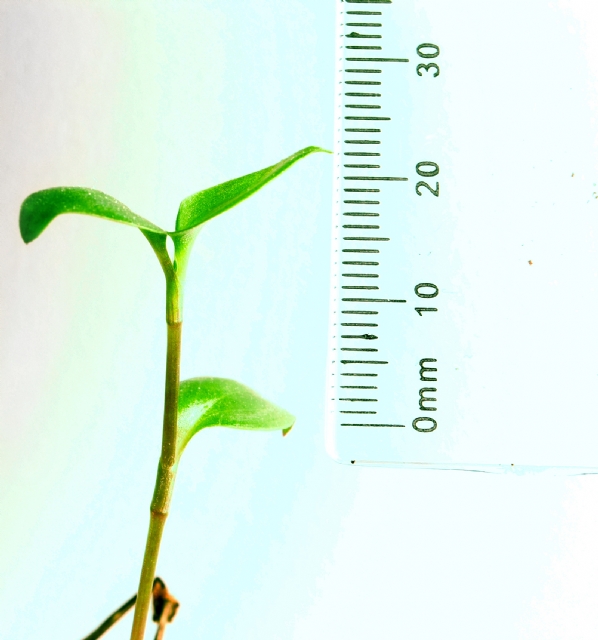 Software op maat de ideale oplossing !